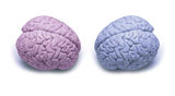 Woman Man Gender Brain Stock Photos
