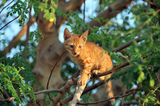 Cat ready to jump from tree Royalty Free Stock Photos