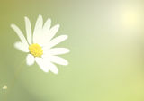 White daisy Stock Photo