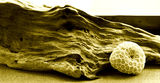 Drift wood & coral study Royalty Free Stock Photography