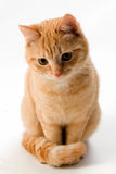Ginger cat isolated on white Royalty Free Stock Photos