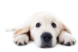 Young golden retriever lying with stretched paws Stock Photography