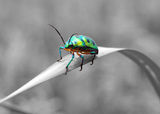 Lady bug Royalty Free Stock Photography