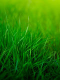 Grass background Royalty Free Stock Photography