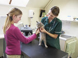 Young Girl Bringing Cat For Examination By Vet Stock Images