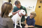 Boy And Mother Taking Dog For Examination By Vet Royalty Free Stock Photography