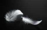 White feather Stock Photography