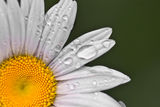 White Daisy Royalty Free Stock Image