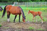 Horse and filly Stock Photo