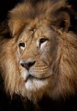 Lion portrait Stock Photography