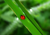 Lady Bug Stock Photo