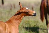 Chestnut filly on field Stock Image