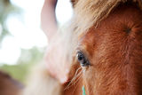 Girl's hand on miniature horse filly Stock Photography