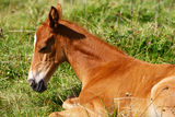 Chestnut filly on field Stock Photography