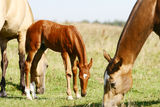 Chestnut filly with herd Stock Photography