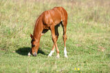 Chestnut filly on field Stock Photography