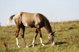 Grey filly on field Royalty Free Stock Photography