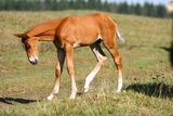 Chestnut filly on field Royalty Free Stock Photo