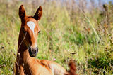 Chestnut filly on field Stock Image