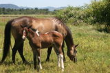 Summer Mare and Filly Royalty Free Stock Photography