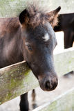Miniature horse filly or colt Stock Photo