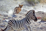 Lion female hunting zebra Royalty Free Stock Photo