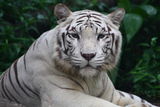 White Tiger Royalty Free Stock Photos