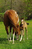A shy buckskin filly takes a break from nursing. Royalty Free Stock Photos
