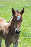 A young horse foal, filly standing in a field Royalty Free Stock Images