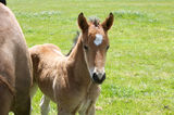 A young horse foal, filly standing in a field mead Stock Images