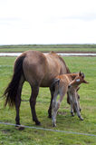 A young horse foal,filly standing in a field mead Stock Image