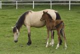 Mare and filly horse Royalty Free Stock Images