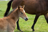 A young horse foal, filly standing in a field mead Royalty Free Stock Images