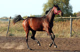 Filly Stock Image