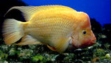 Redheaded Cichlid 2 Stock Photos