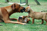 Dam teaching her puppies Stock Image