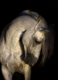 Andalusian horse portrait Stock Photography