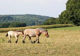 Belgian draft horse filly and mare Stock Photography