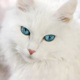 White cat Stock Photography