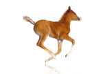 Arab filly isolated Royalty Free Stock Images