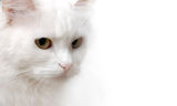 White Cat Stock Photo
