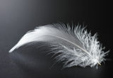 White feather Stock Photos