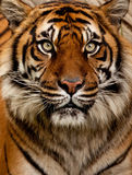 Tiger Portrait Royalty Free Stock Photography