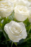 White roses Stock Photos