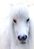 White horse Royalty Free Stock Photos