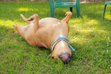 Dog roll over Stock Images