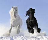 White and black horse Royalty Free Stock Image