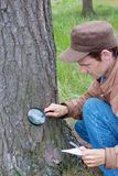Young man attentively studies a tree bark Stock Photography