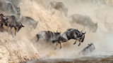 Wildebeest jumps into the river from a high cliff Stock Photo