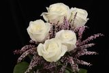 White roses Stock Photography